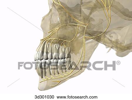 Lateral close-up view of nerve supply to teeth; image of head and jaw is transparent, showing teeth and nerves. View Large Illustration Clipart - Lateral close-up view of nerve supply to teeth; image of head and jaw is transparent, showing teeth and nerves.. Fotosearch