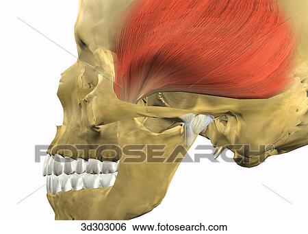 Stock Illustration - Lateral close-up view of normal closed temporomandibular joint (TMJ).. Fotosearch