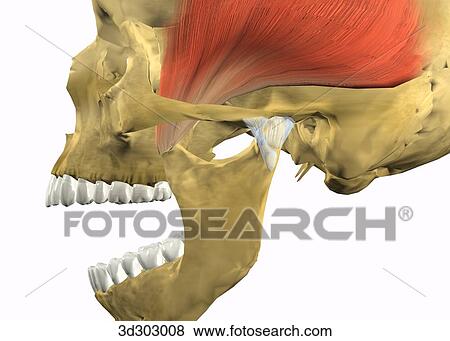 Stock Illustration - Lateral close-up view of normal open temporomandibular joint (TMJ).. Fotosearch