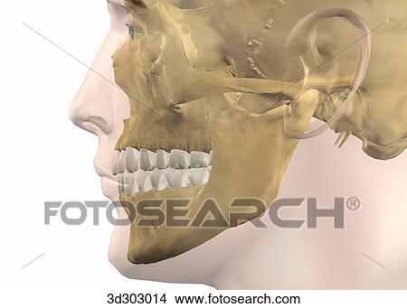 Lateral close-up view of normal occlusion. View Large Illustration Stock Illustration - Lateral close-up view of normal occlusion.. Fotosearch