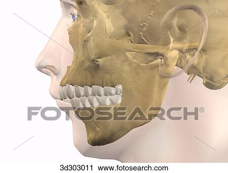 Lateral close-up view of overbite. View Large Illustration Clip Art - Lateral close-up view of overbite.. Fotosearch