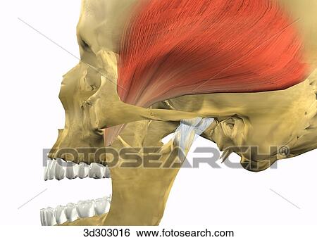 Lateral close-up view of problematic temporomandibular joint (TMJ). View Large Illustration Stock Illustration - Lateral close-up view of problematic temporomandibular joint (TMJ).. Fotosearch