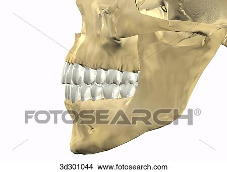 Stock Illustration - Lateral close-up view of teeth with skull.. Fotosearch