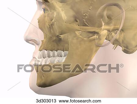 Drawing - Lateral close-up view of underbite.. Fotosearch