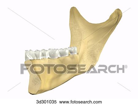 Lateral cross-section of lower teeth with bottom part of jaw. View Large Illustration Stock Illustration - Lateral cross-section of lower teeth with bottom part of jaw.. Fotosearch