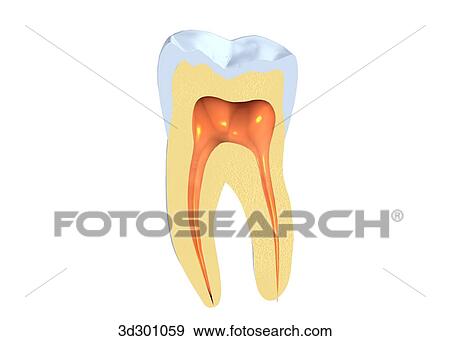 Stock Illustration - Lateral cross-section of tooth.. Fotosearch