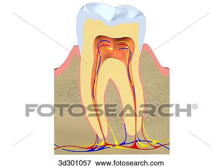 Lateral cross-section view of molar and gum. View Large Illustration Stock Illustration - Lateral cross-section view of molar and gum.. Fotosearch