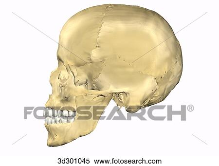 Lateral overview of teeth with skull. View Large Illustration Stock Illustration - Lateral overview of teeth with skull.. Fotosearch