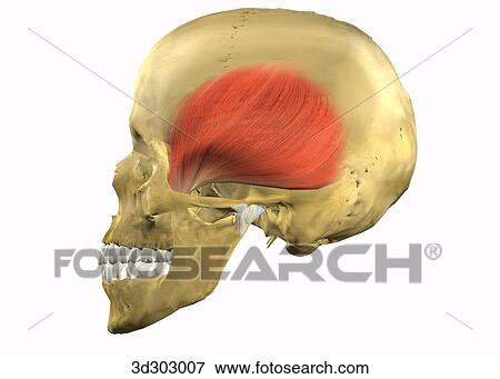 Stock Illustration - Lateral view of closed temporomandibular joint (TMJ).. Fotosearch