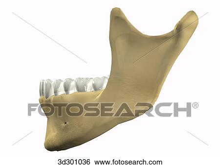 Lateral view of lower teeth with bottom part of jaw. View Large Illustration Stock Illustration - Lateral view of lower teeth with bottom part of jaw.. Fotosearch