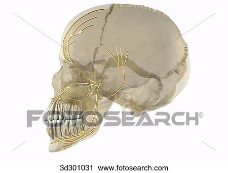 Lateral view of nerve supply to teeth; image of head and jaw is transparent, showing teeth and nerves. View Large Illustration Clip Art - Lateral view of nerve supply to teeth; image of head and jaw is transparent, showing teeth and nerves.. Fotosearch