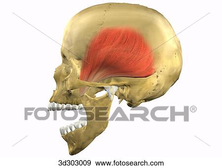 Stock Illustration - Lateral view of normal open temporomandibular joint (TMJ).. Fotosearch