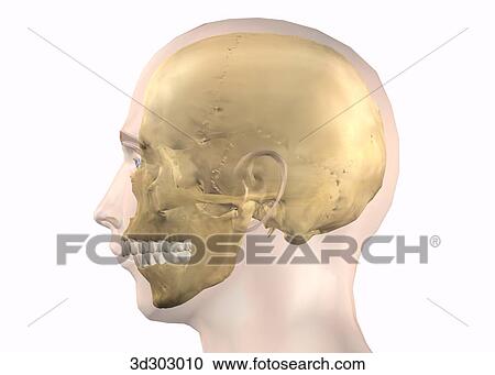 Lateral view of overbite. View Large Illustration Clipart - Lateral view of overbite.. Fotosearch