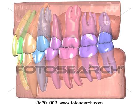 Lateral view of teeth, roots, and gums. View Large Illustration Drawing - Lateral view of teeth, roots, and gums.. Fotosearch