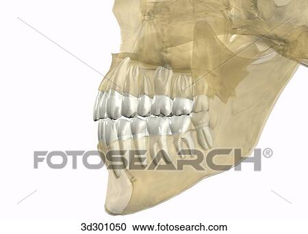 Clipart - Lateral view of transparent skull with teeth.. Fotosearch