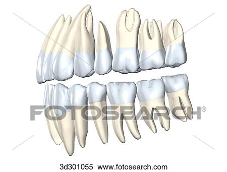 Stock Illustration - Lateral view of upper and lower teeth.. Fotosearch