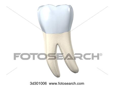 Stock Illustration - Lingual surface of the lower right 1st molar.. Fotosearch