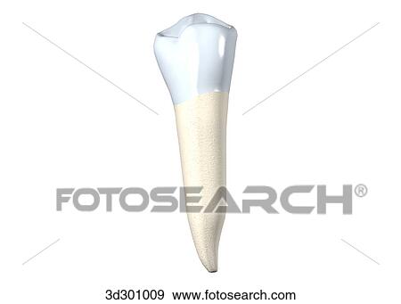 Stock Illustration - Lingual surface of the lower right 1st premolar.. Fotosearch
