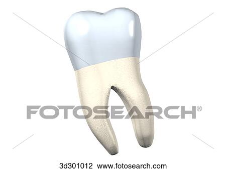 Drawing - Lingual surface of the lower right 2nd molar.. Fotosearch