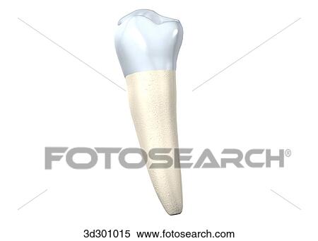 Stock Illustration - Lingual surface of the lower right 2nd premolar.. Fotosearch