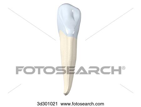 Lingual surface of the lower right cuspid. View Large Illustration Clip Art - Lingual surface of the lower right cuspid.. Fotosearch