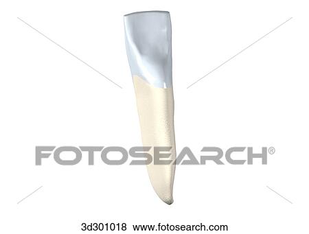 Stock Illustration - Lingual surface of the lower right central incisor.. Fotosearch