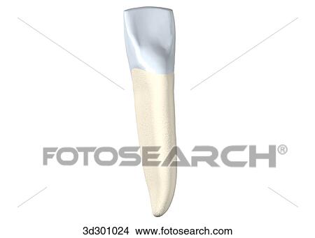 Stock Illustration - Lingual surface of the lower right lateral incisor.. Fotosearch