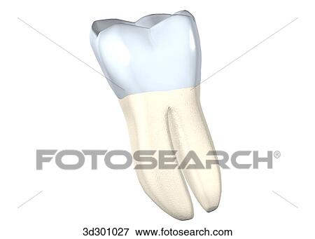 Stock Illustration - Lingual surface of the lower right wisdom tooth.. Fotosearch