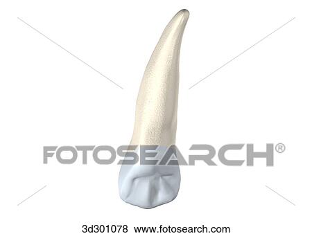 Lingual surface of the upper cuspid. View Large Illustration Stock Illustration - Lingual surface of the upper cuspid.. Fotosearch