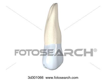Stock Illustration - Lingual surface of the upper right 1st premolar.. Fotosearch