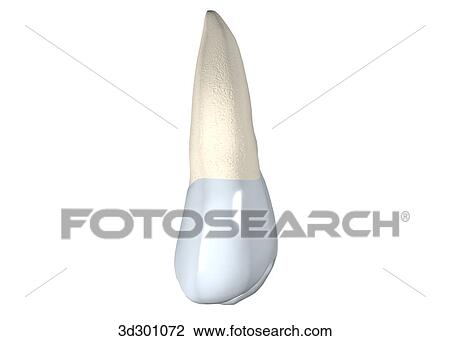 Lingual surface of the upper right 2nd premolar. View Large Illustration Drawing - Lingual surface of the upper right 2nd premolar.. Fotosearch