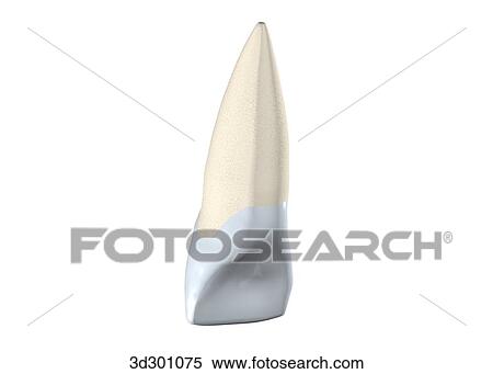Stock Illustration - Lingual surface of the upper right central incisor.. Fotosearch