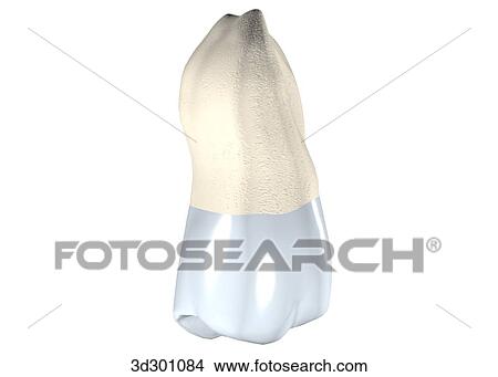 Lingual surface of the upper right wisdom tooth. View Large Illustration Stock Illustration - Lingual surface of the upper right wisdom tooth.. Fotosearch