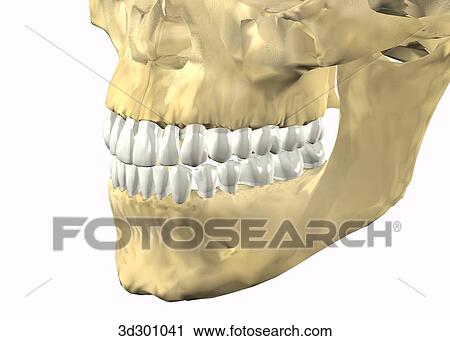 Oblique 3/4 close-up view of teeth with skull. View Large Illustration Clip Art - Oblique 3/4 close-up view of teeth with skull.. Fotosearch