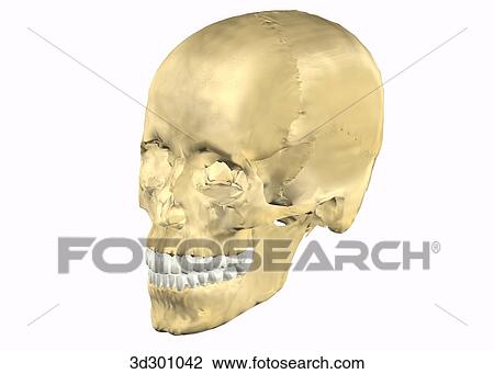 Oblique 3/4 overview of teeth with skull. View Large Illustration Drawing - Oblique 3/4 overview of teeth with skull.. Fotosearch