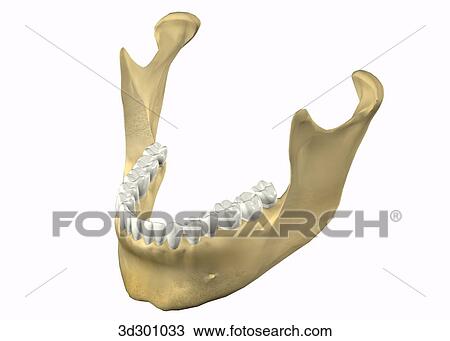 Drawing - Oblique 3/4 view of lower teeth with bottom part of jaw.. Fotosearch