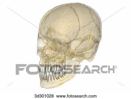 Stock Illustration - Oblique 3/4 view of nerve supply to teeth; image of head and jaw is transparent, showing teeth and nerves.. Fotosearch