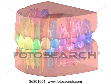 Oblique 3/4 view of teeth and roots with gums. View Large Illustration Clip Art - Oblique 3/4 view of teeth and roots with gums.. Fotosearch