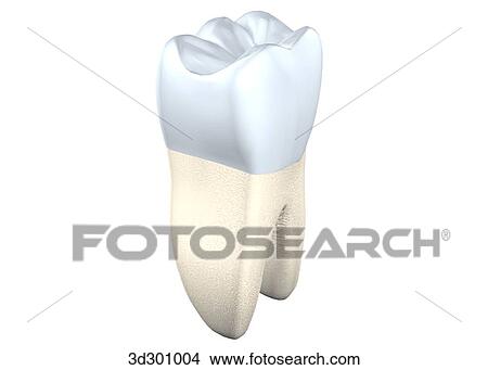 Oblique 3/4 view of the lower right 1st molar. View Large Illustration Stock Illustration - Oblique 3/4 view of the lower right 1st molar.. Fotosearch