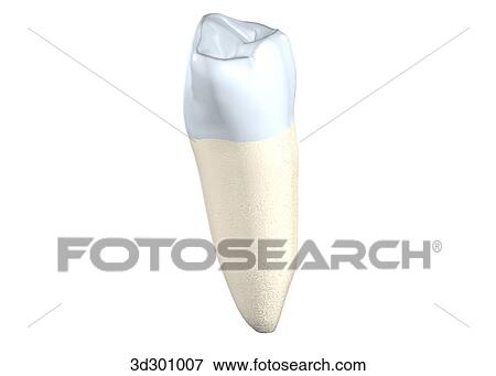 Oblique 3/4 view of the lower right 1st premolar. View Large Illustration Stock Illustration - Oblique 3/4 view of the lower right 1st premolar.. Fotosearch