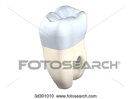 Oblique 3/4 view of the lower right 2nd molar. View Large Illustration Clipart - Oblique 3/4 view of the lower right 2nd molar.. Fotosearch