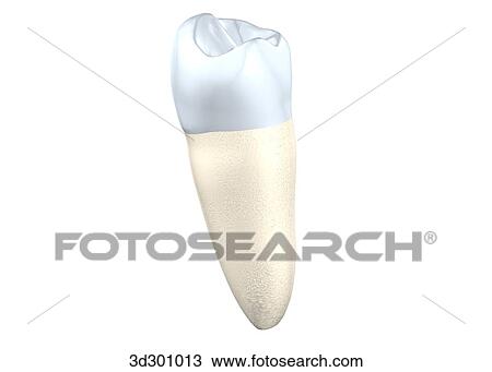 Oblique 3/4 view of the lower right 2nd premolar. View Large Illustration Drawing - Oblique 3/4 view of the lower right 2nd premolar.. Fotosearch