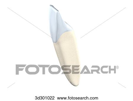 Oblique 3/4 view of the lower right lateral incisor. View Large Illustration Drawing - Oblique 3/4 view of the lower right lateral incisor.. Fotosearch