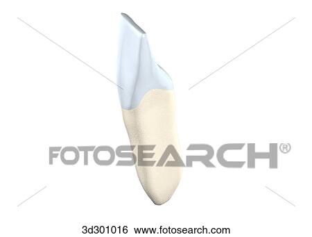 Oblique 3/4 view of the lower right central incisor. View Large Illustration Stock Illustration - Oblique 3/4 view of the lower right central incisor.. Fotosearch