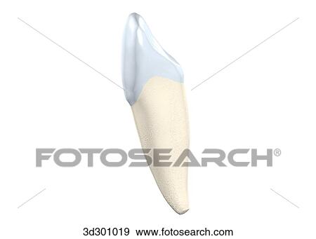 Stock Illustration - Oblique 3/4 view of the lower right cuspid.. Fotosearch