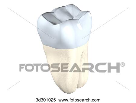 Oblique 3/4 view of the lower right wisdom tooth. View Large Illustration Stock Illustration - Oblique 3/4 view of the lower right wisdom tooth.. Fotosearch