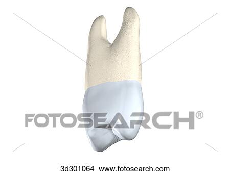 Oblique 3/4 view of the upper right 1st premolar. View Large Illustration Stock Illustration - Oblique 3/4 view of the upper right 1st premolar.. Fotosearch
