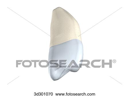 Oblique 3/4 view of the upper right 2nd premolar. View Large Illustration Clipart - Oblique 3/4 view of the upper right 2nd premolar.. Fotosearch