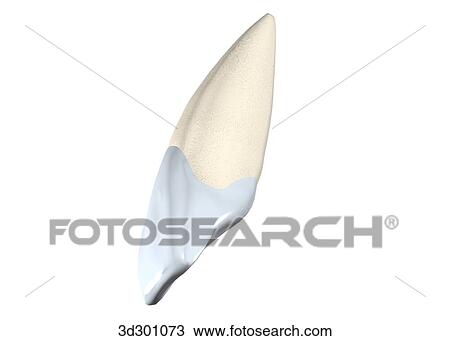 Oblique 3/4 view of the upper right central incisor. View Large Illustration Drawing - Oblique 3/4 view of the upper right central incisor.. Fotosearch