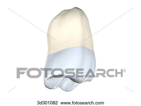 Oblique 3/4 view of the upper right wisdom tooth. View Large Illustration Drawing - Oblique 3/4 view of the upper right wisdom tooth.. Fotosearch